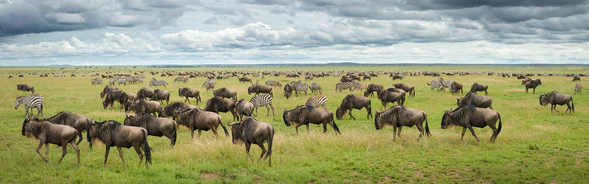 Tanzanie